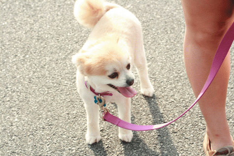 WAHS Let the Dogs Out