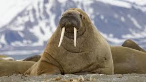 Mammal of the Month: Walrus