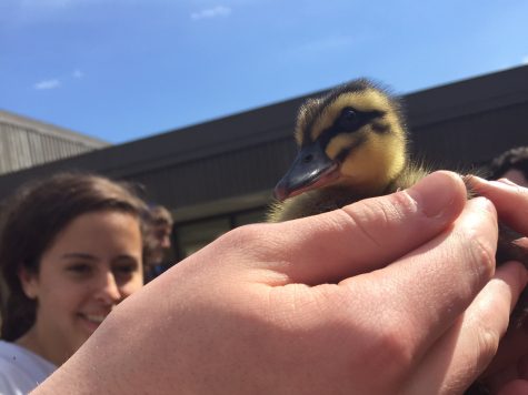 Make Way for Digital Imaging Ducklings