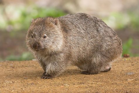 The Wombat is more than just a cuddly animal.