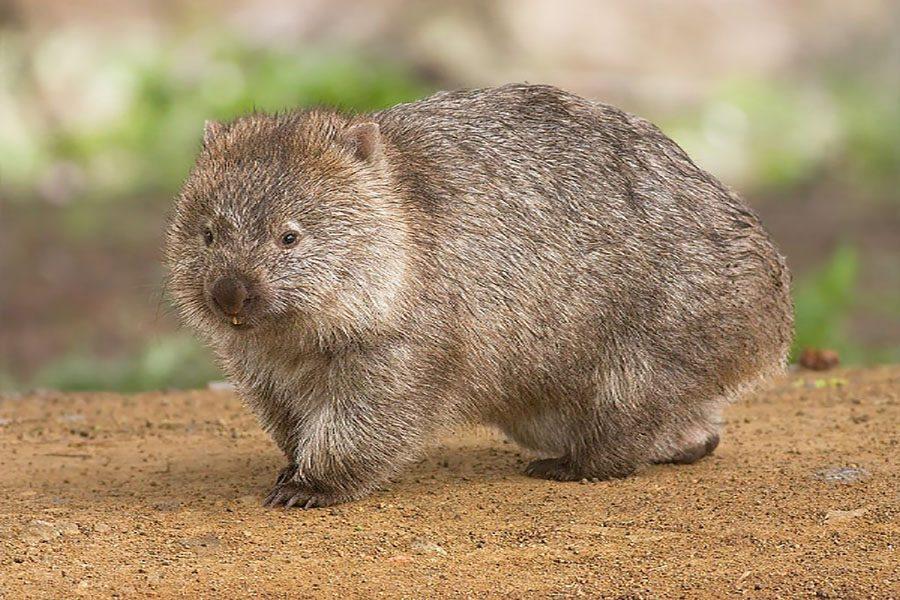 Mammal Of The Month: Wombats – The Western Hemisphere