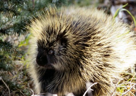 Mammal of the Month: Porcupine