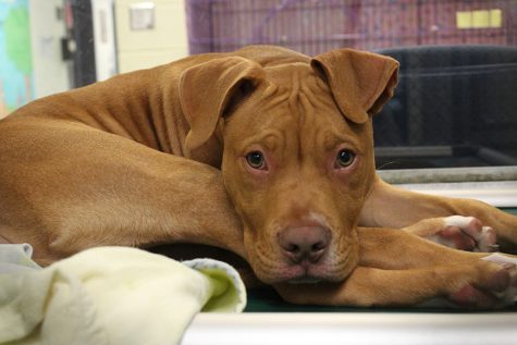 SPCA Fetches Hurricane Harvey Survivors