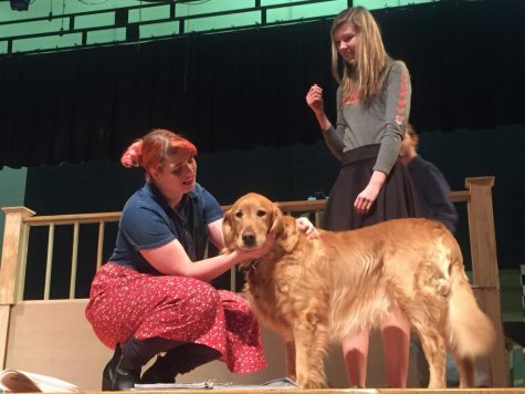Canine Actors Break a Paw in “Legally Blonde”