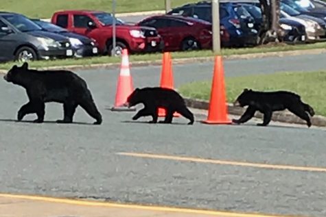 Bears Cause a Scare