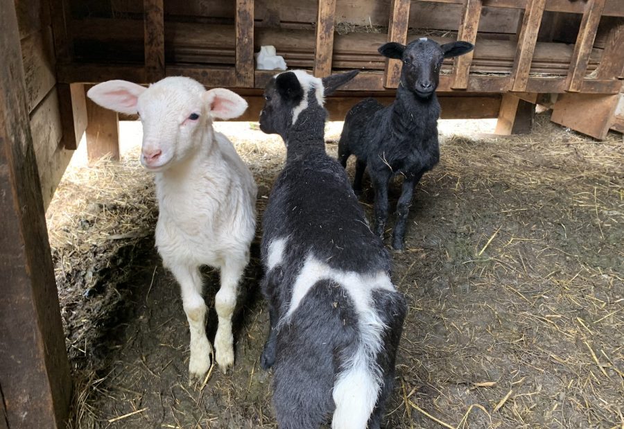Who can resist smiling baby goats?  Jacks goats, Saoirse, Fiona, and Kiera, born May 1, are still learning how to pose together.  