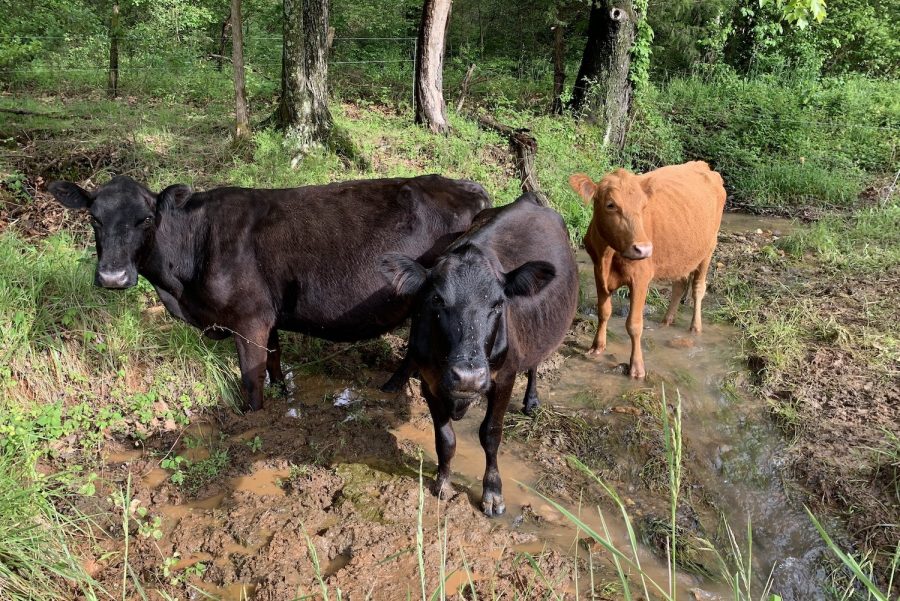 A few of Jacks 15 cows cool off in a creek.  These may or may not include his cows named Edie Windsor, Ruth Bader Ginsberg, and Joe Biden. 