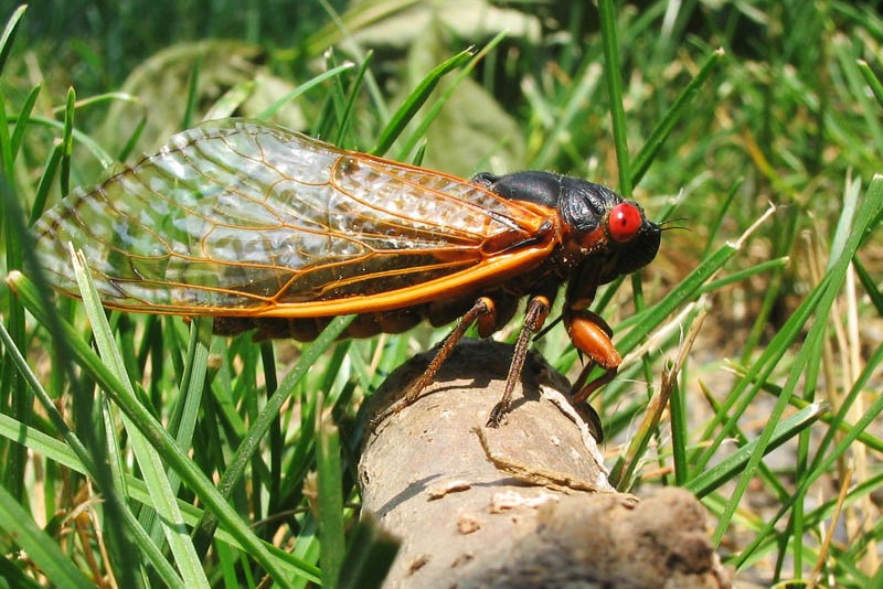 Credit: By Pmjacoby - Own work, CC BY-SA 3.0, https://commons.wikimedia.org/w/index.php?curid=25556567


The cicadas will first emerge in southern states towards the final days of March. This means that there’s a good chance that you’ll see your fair share of cicadas this spring.
