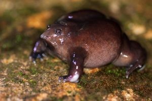 This species essentially spends its entire life underground. It uses a long tongue to eat ants and termites in its underground home.

Credit: Benjamin Tapley

