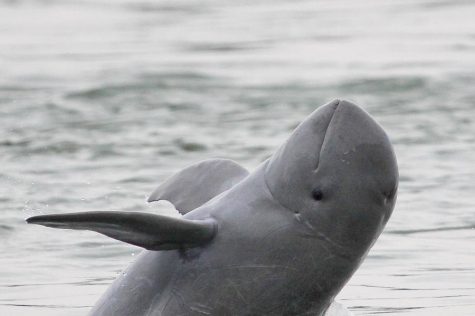 In Myanmar, the Irrawaddy Dolphin has learned to participate in “cooperative fishing” with the fishermen in the area. This is a phenomenon that occurs nowhere else in the world.  
Credit: WWF