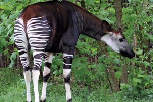 The okapi is nicknamed the African unicorn.

Credit: Daniel Jolivet - https://www.flickr.com/photos/sybarite48/7973333500/, CC BY 2.0, https://commons.wikimedia.org/w/index.php?curid=65399174