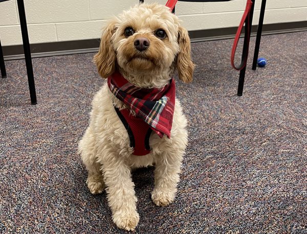 Piper, the small poodle mix, will be joining WAHS and the counseling team this week. She was a hit 
during her first Warrior period and is coming back every Thursday for the rest of the year. Piper is a 
therapy dog that will help improve and uplift the Western spirit
